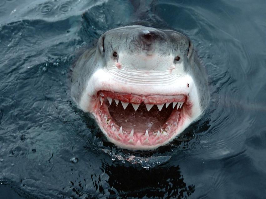 Grand Requin Blanc