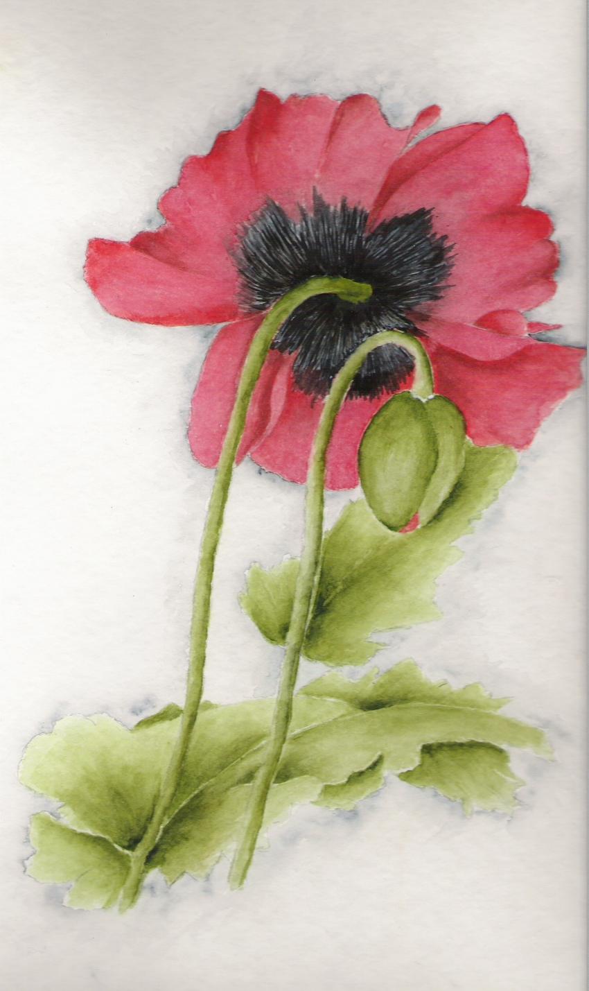 coquelicot