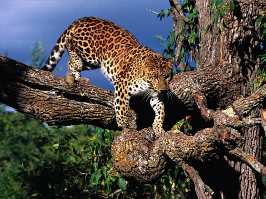 Lopard