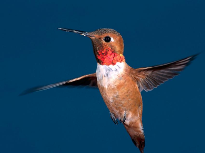 oiseau - Colibris