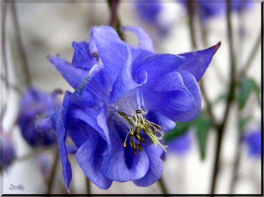 Ancolie bleue 2
