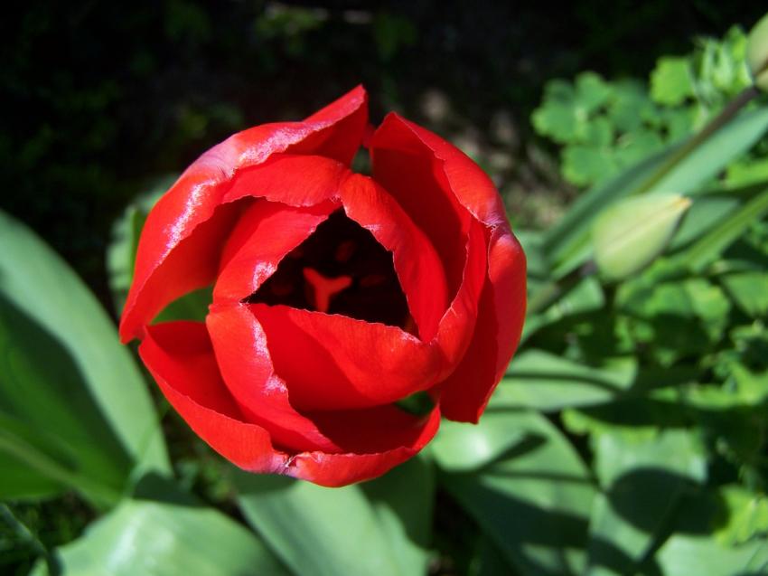 une tulipe du jardin