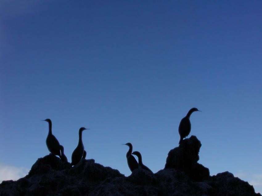 oiseaux marins