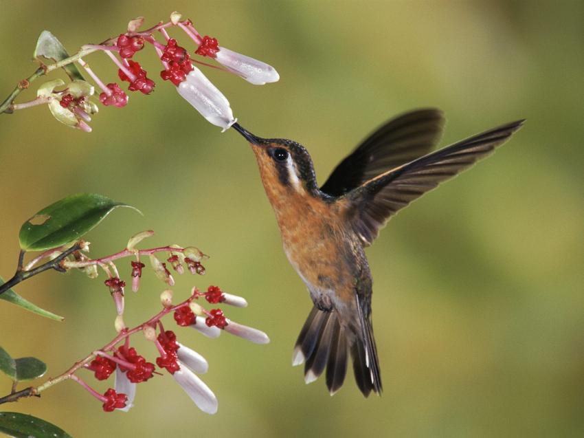 Colibris