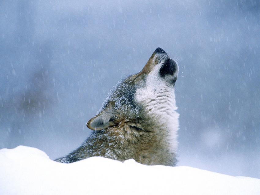 Loup