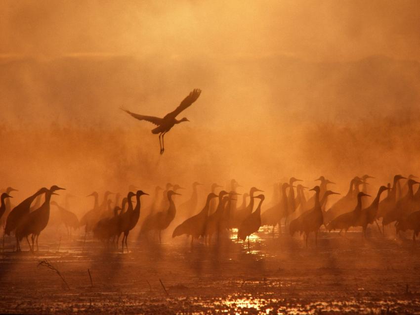 oiseaux de mer
