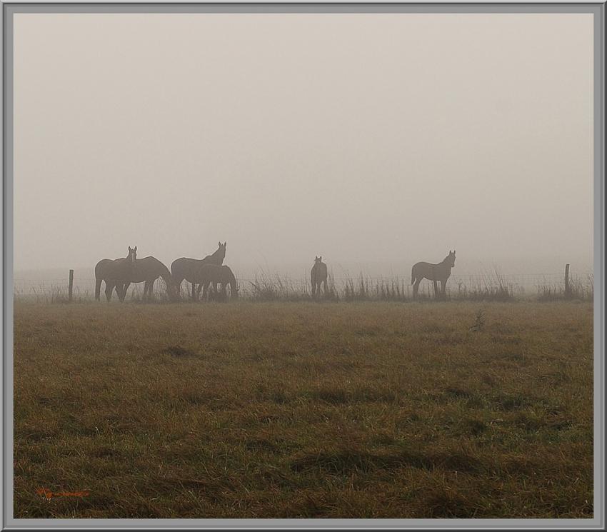 Brouillard d'automne.