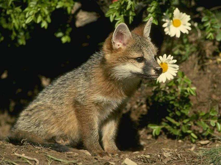 bb Renard