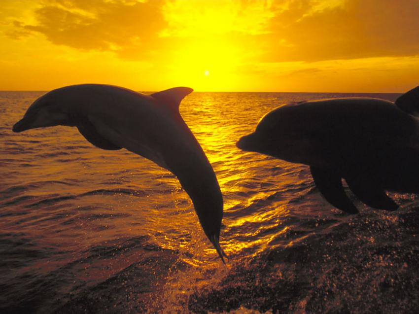 Dauphins