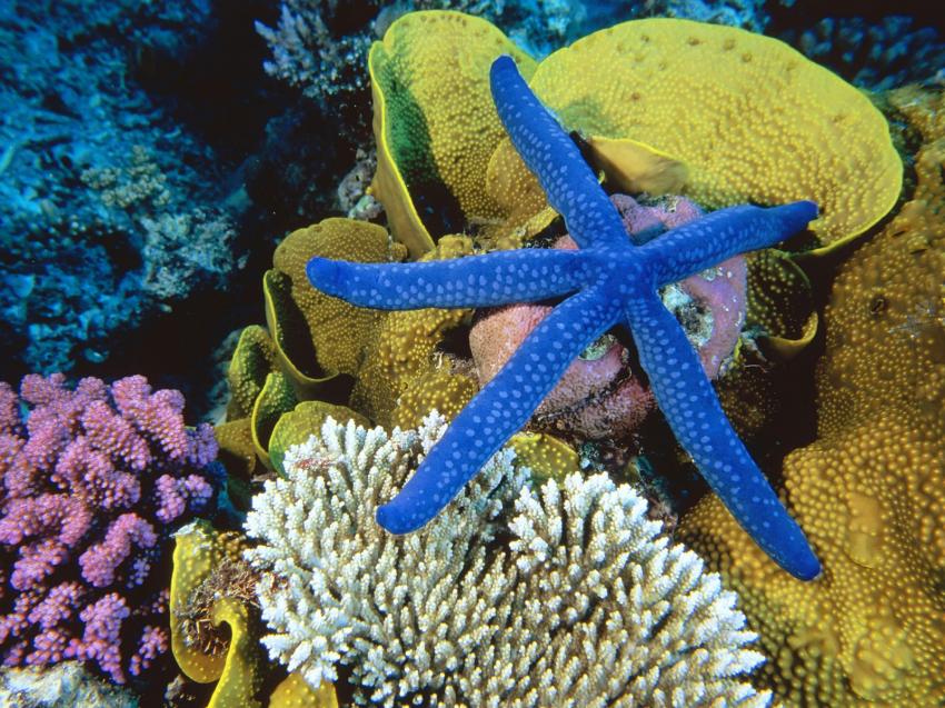 Etoile de mer