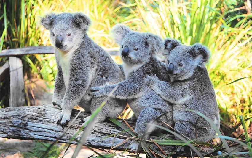 Koalas