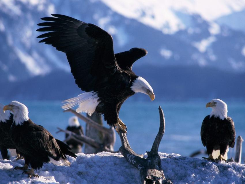 Aigle