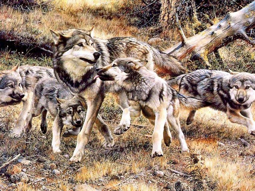 Loup