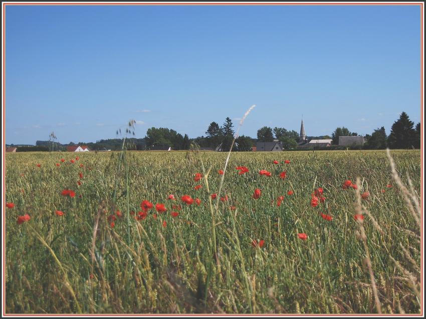 Bls et coquelicots