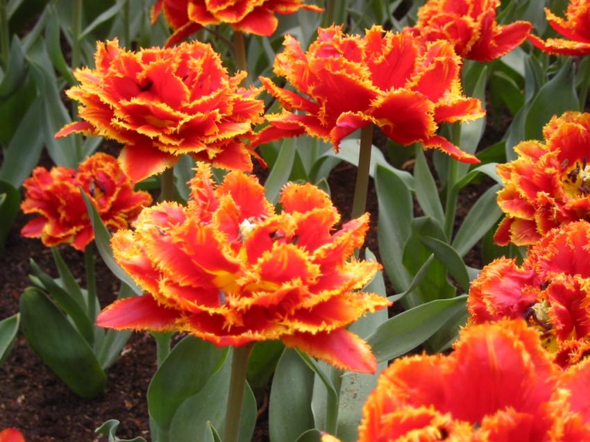 Tulipes denteles