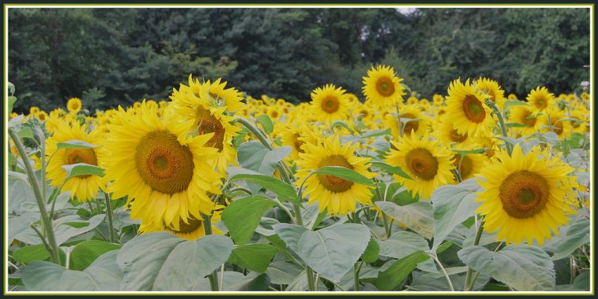 Tournesols
