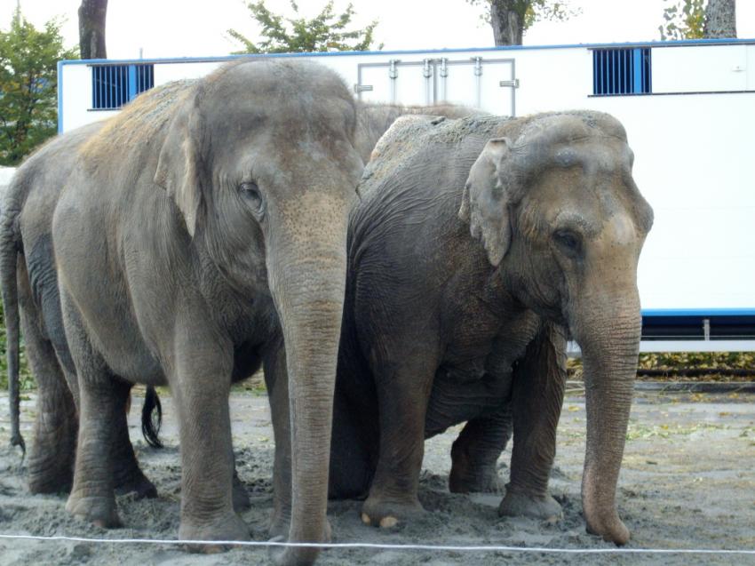 Au zoo du cirque