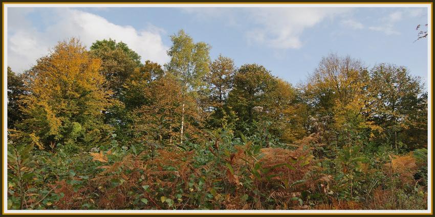 Automne en fort picarde