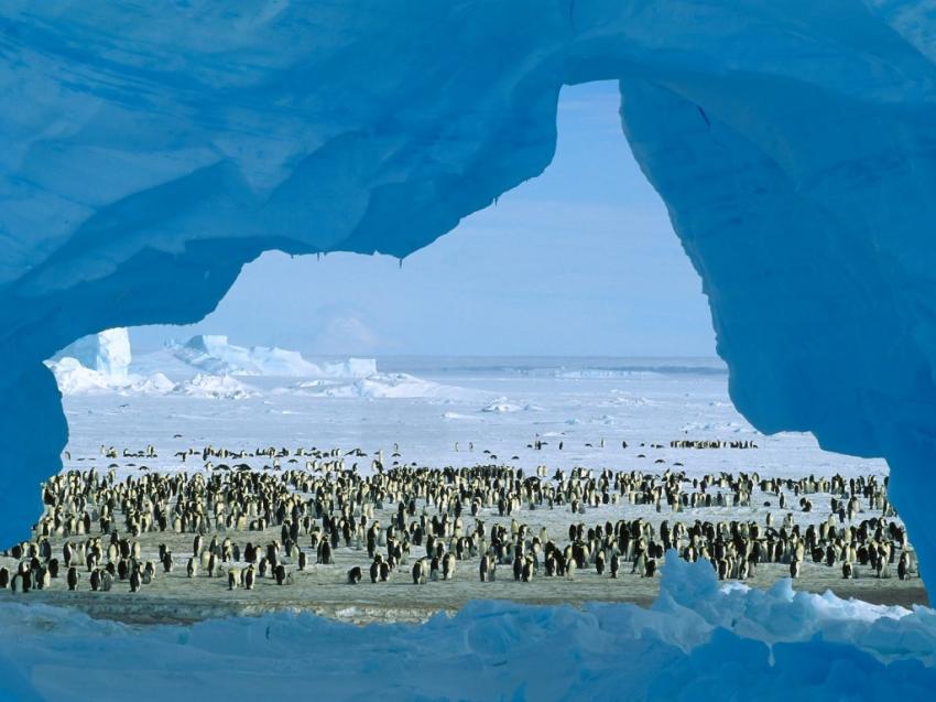 Penguin