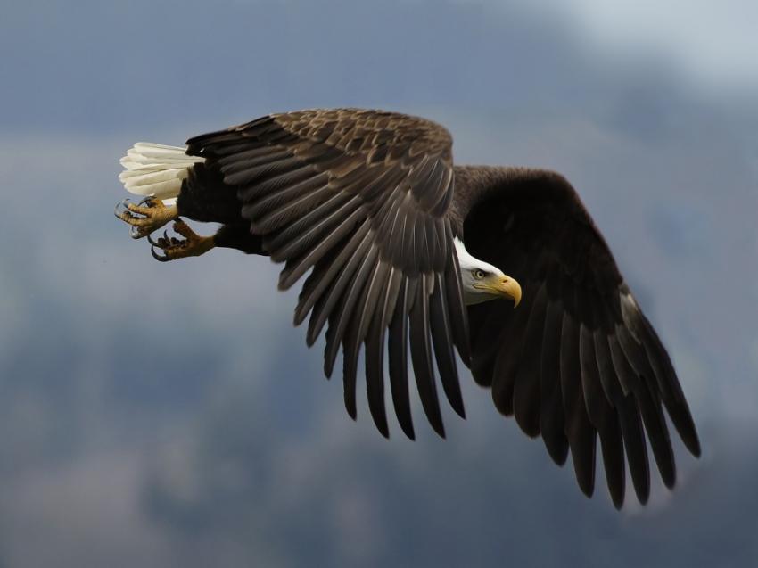 Rapaces
