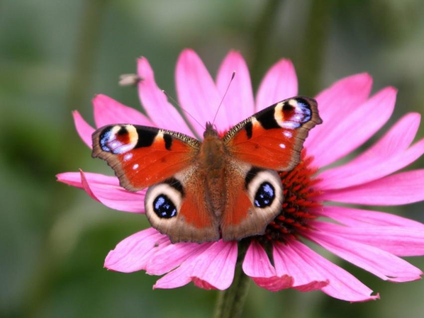 Papillons