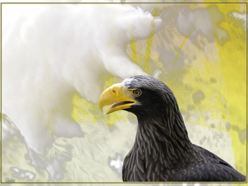 Aigle