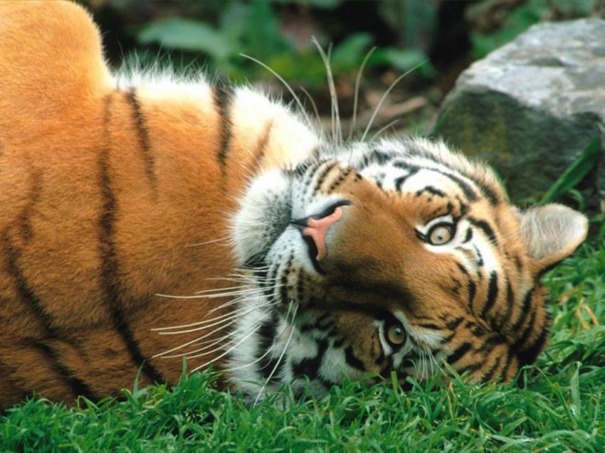 Tigre