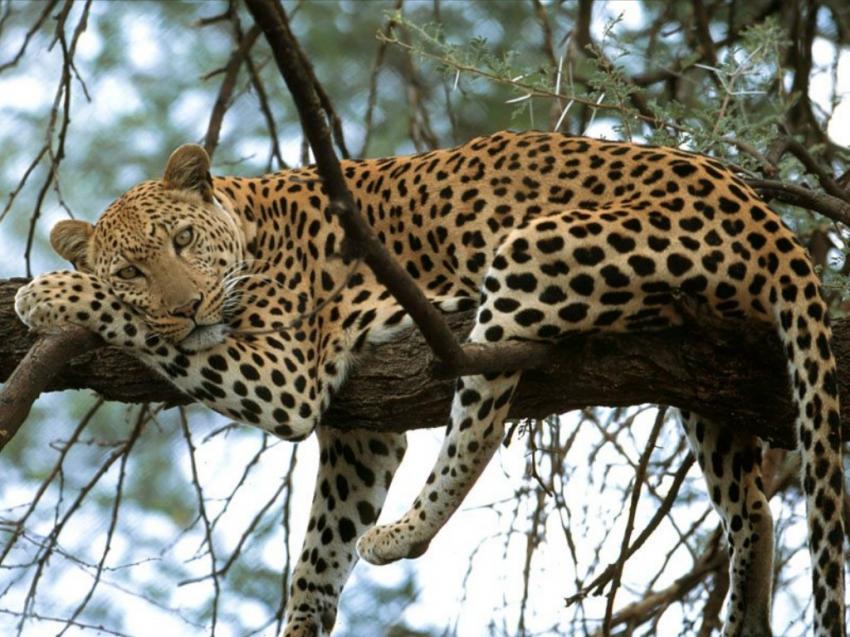 Lopard