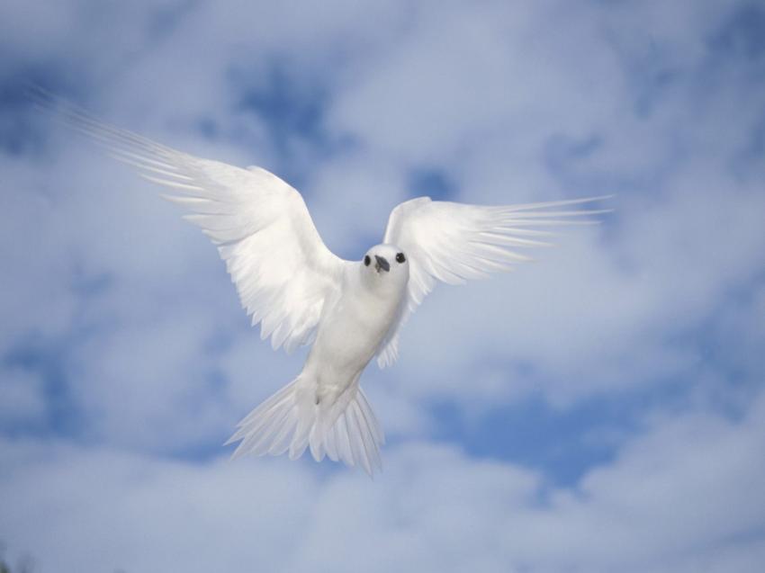 oiseaux de mer