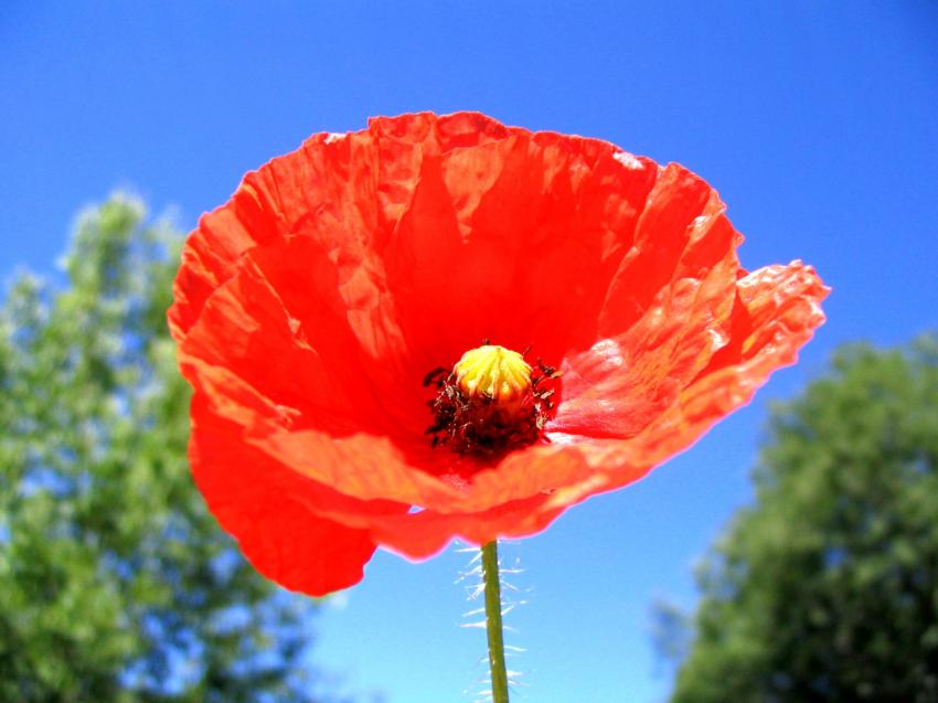 coquelicot