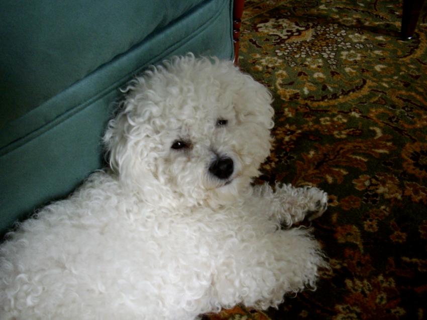 Bichon d'une copine