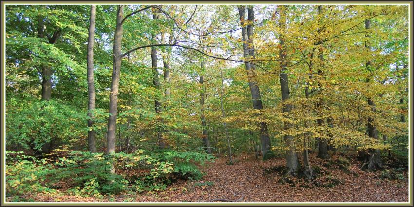 Automne en fort picarde