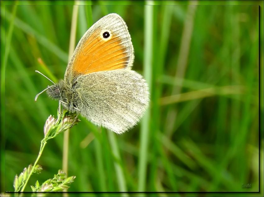 Papillon 50608