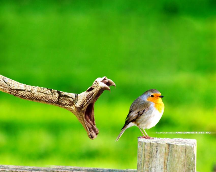 Oiseaux