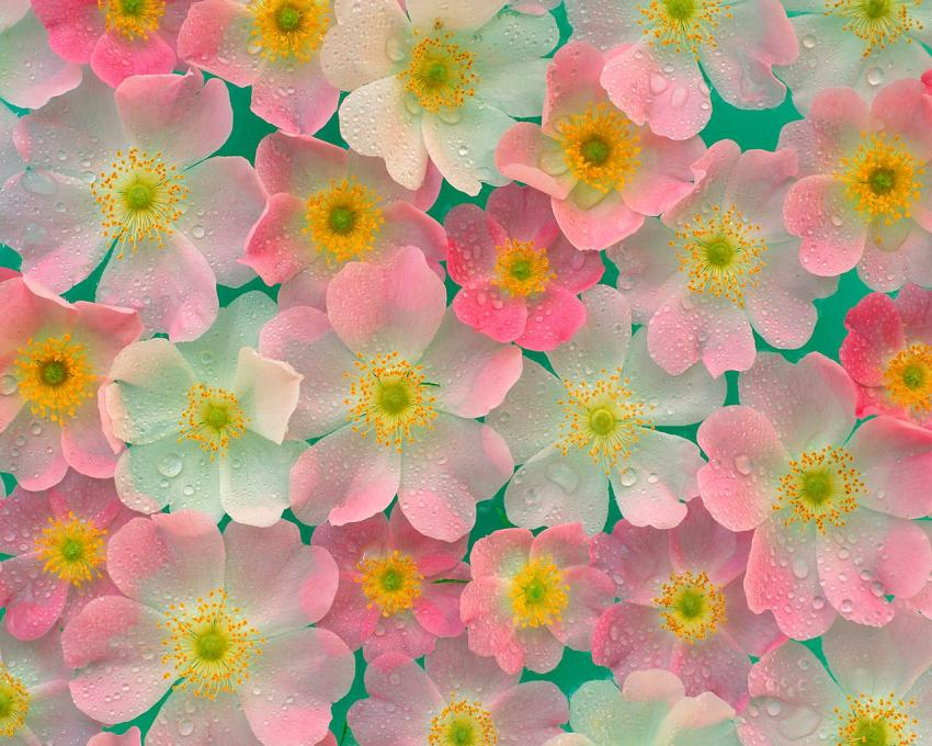 Fleurs - Les anmones japon