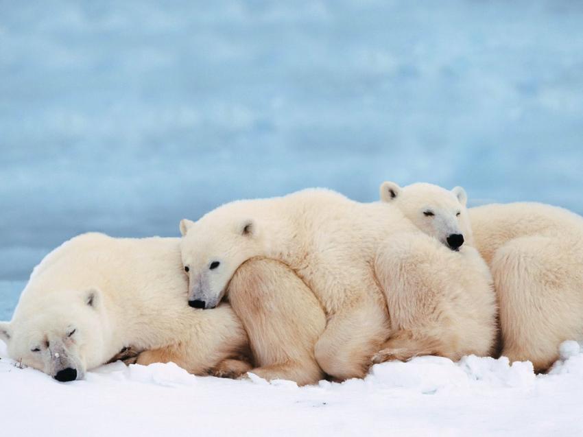 ours polaire