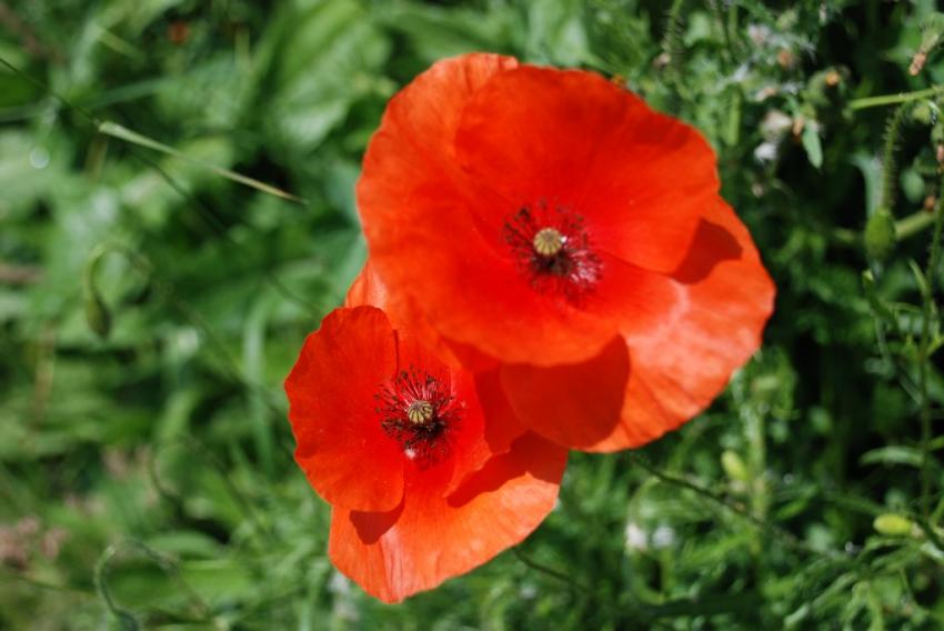 Coquelicot