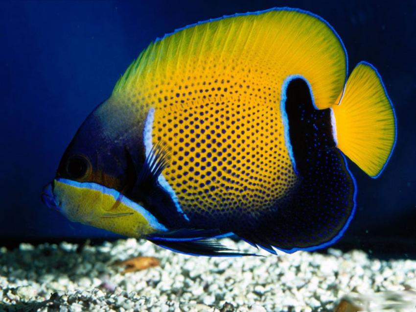 Poisson