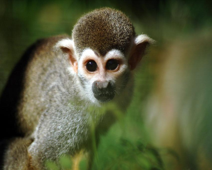 petit singe