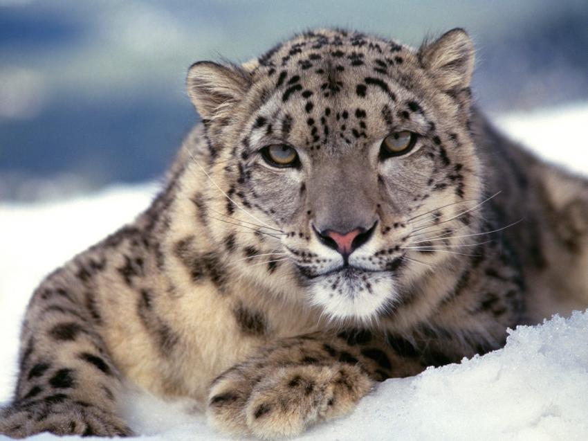 Lopard