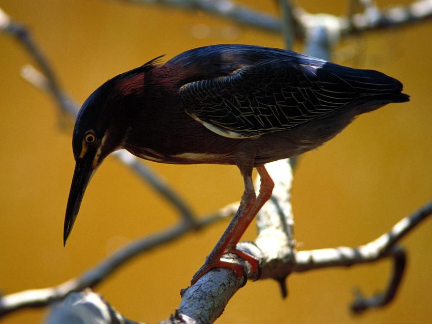 oiseaux de mer