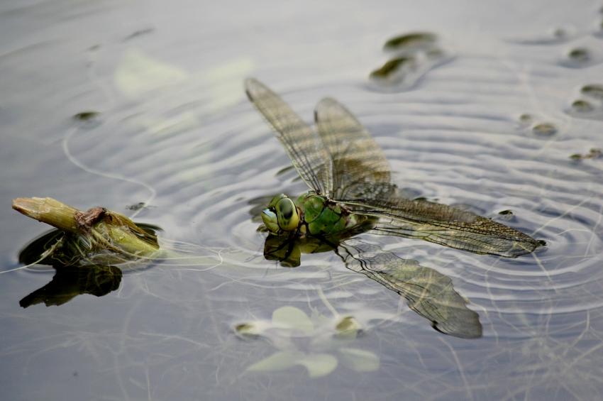 Anax empereur