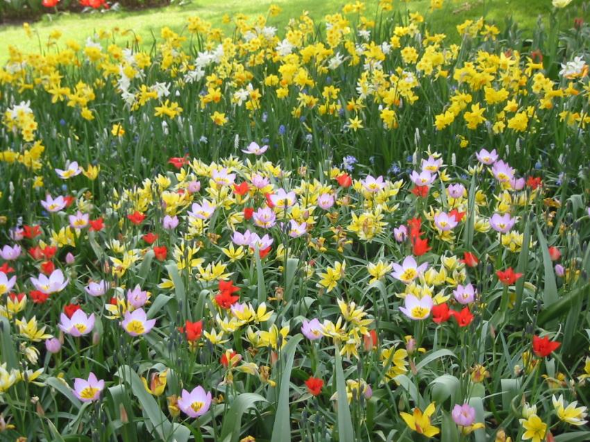 Tulipes et narcisses