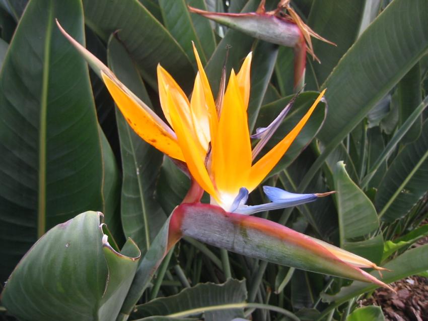 Oiseau de Paradis