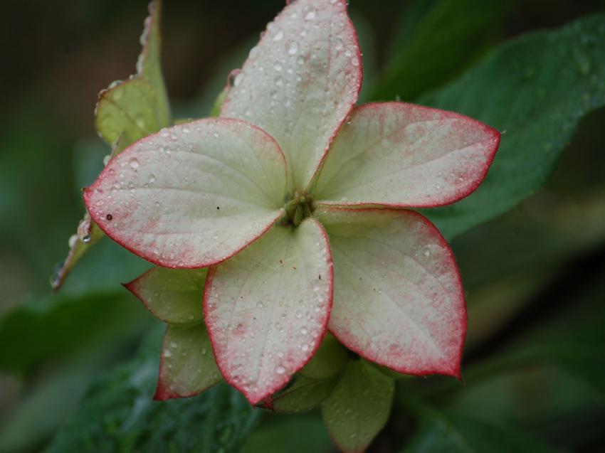 rose