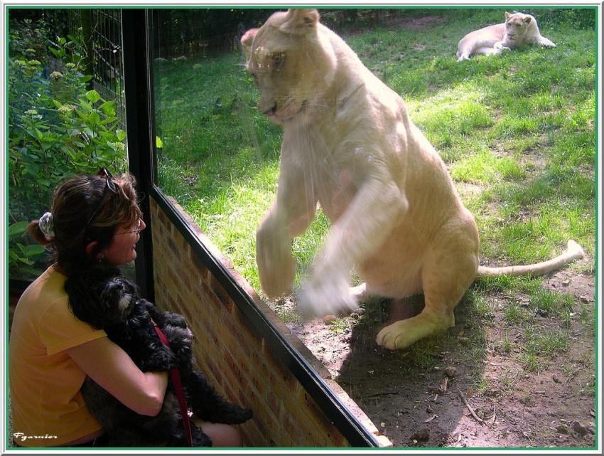 La lionne et le chien.