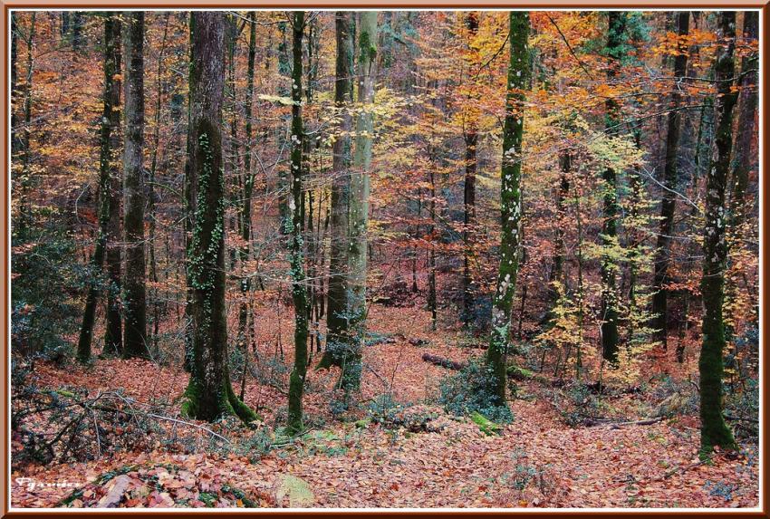 Promenade en sous bois