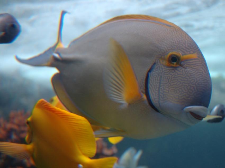 poissons