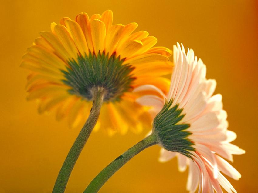 Fleurs