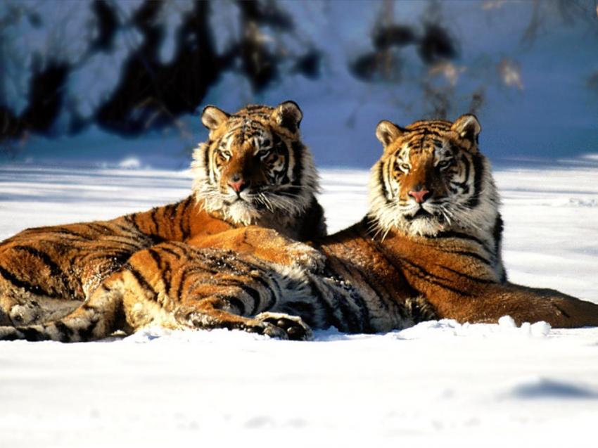 Le tigre de Sibrie